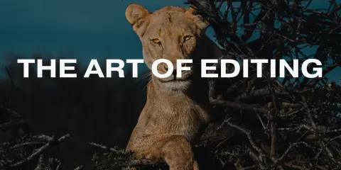 Donal Boyd The Art of Editing