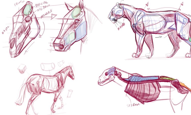 Introduction to Animal Anatomy