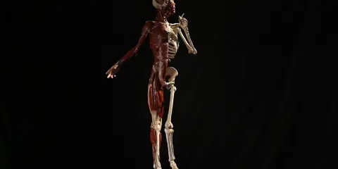 3D Anatomy-Écorché