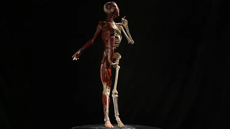 3D Anatomy-Écorché