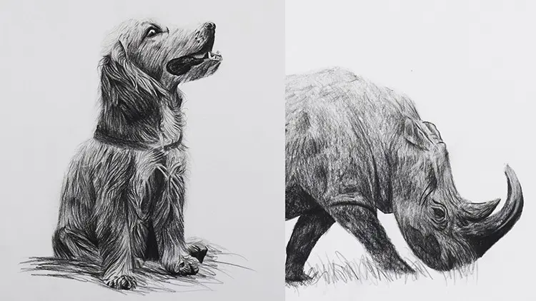 How to Draw Animals for Beginners: Simple Shapes and Shading How to Draw Animals for Beginners: Simple Shapes and Shading