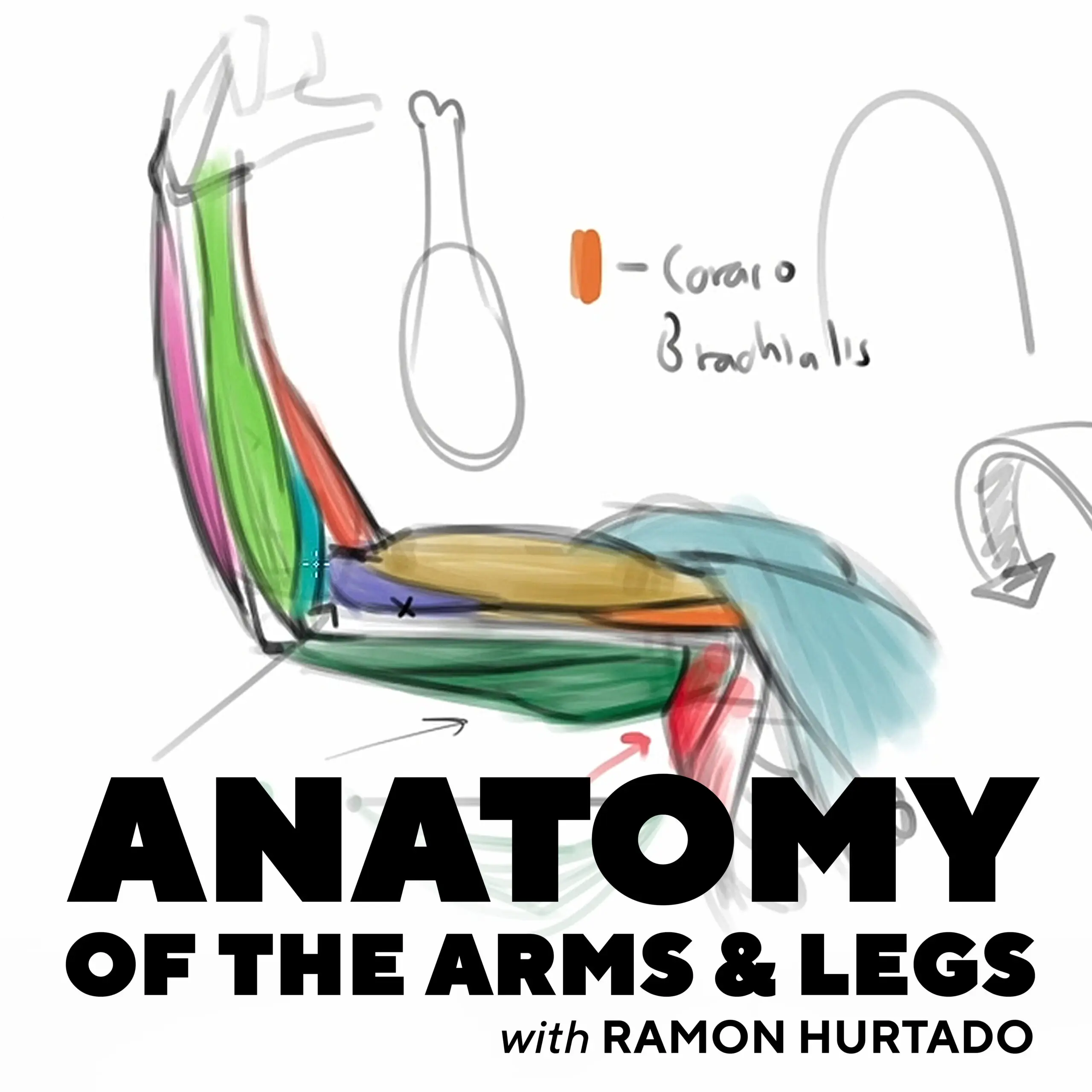 Ramon Hurtado: Anatomy of the Arms and Legs Videos